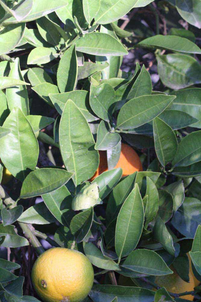            Sun leaves (Riverside, CA)   